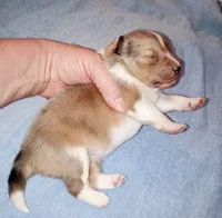 Teke, a male Shetland Sheepdog for sale in Aliquippa, PA – 2 of 6