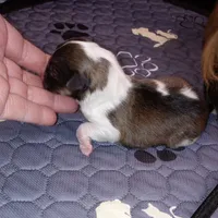 Coral, a female Shetland Sheepdog for sale in Aliquippa, PA – 6 of 7