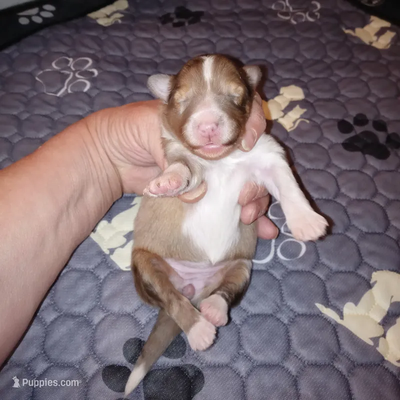 Charlotte – Shetland Sheepdog puppy for sale in Aliquippa, PA