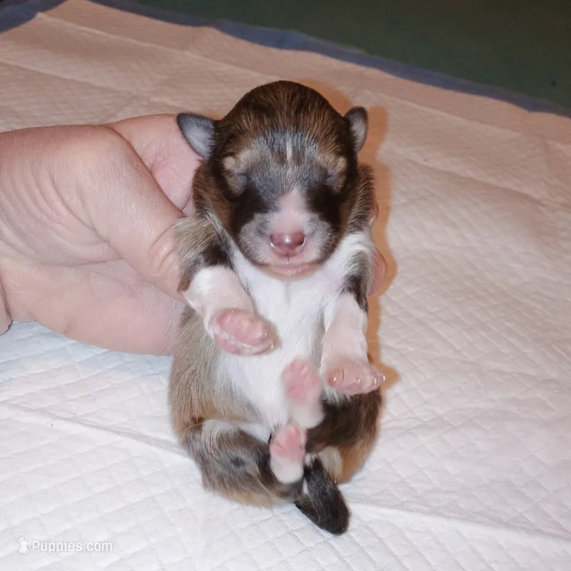 Stargell – Shetland Sheepdog puppy for sale in Aliquippa, PA