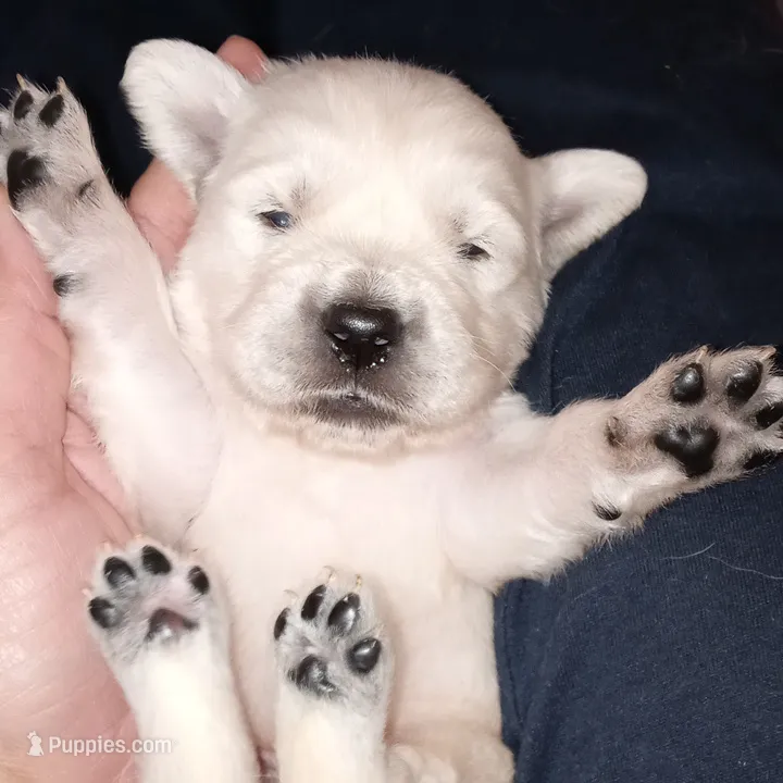 Knight – English Cream Golden Retriever puppy for sale in Aliquippa, PA