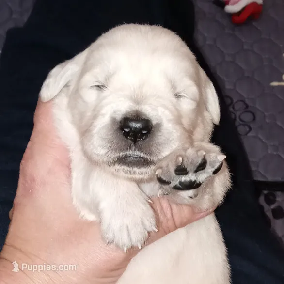 Queen – English Cream Golden Retriever puppy for sale in Aliquippa, PA