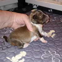 Daytona, a female Shetland Sheepdog for sale in Aliquippa, PA – 2 of 5