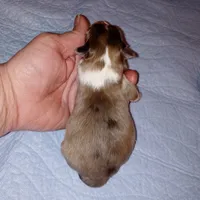 Clemente, a female Shetland Sheepdog for sale in Aliquippa, PA – 4 of 4