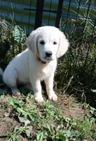 Pawn, a female English Cream Golden Retriever for sale in Aliquippa, PA – 1 of 10