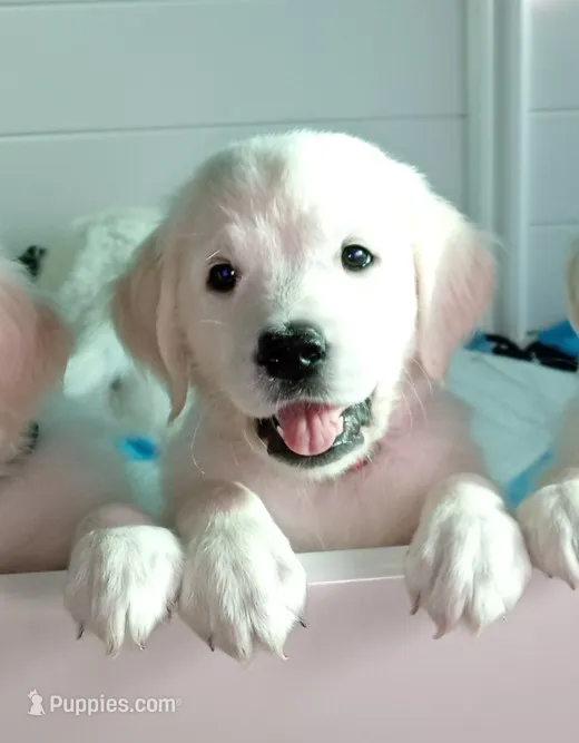 Queen – English Cream Golden Retriever puppy for sale in Aliquippa, PA
