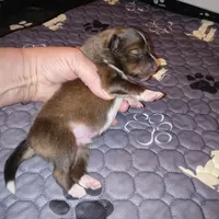 Dover, a male Shetland Sheepdog for sale in Aliquippa, PA – 2 of 5