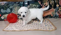 Pawn, a female English Cream Golden Retriever for sale in Aliquippa, PA – 7 of 10