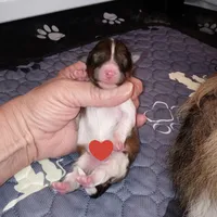 Coral, a female Shetland Sheepdog for sale in Aliquippa, PA – 2 of 7
