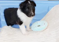 Bristol, a female Shetland Sheepdog for sale in Aliquippa, PA – 3 of 10