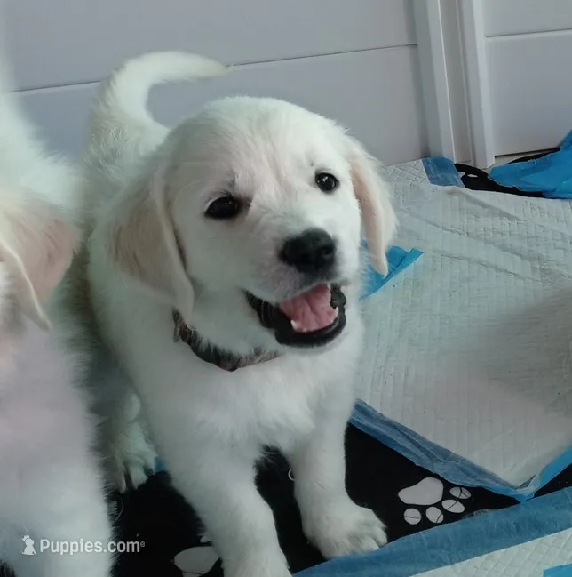 Pawn – English Cream Golden Retriever puppy for sale in Aliquippa, PA