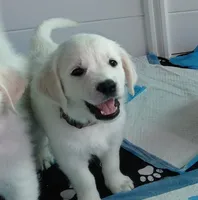 Pawn, a female English Cream Golden Retriever for sale in Aliquippa, PA – 1 of 10