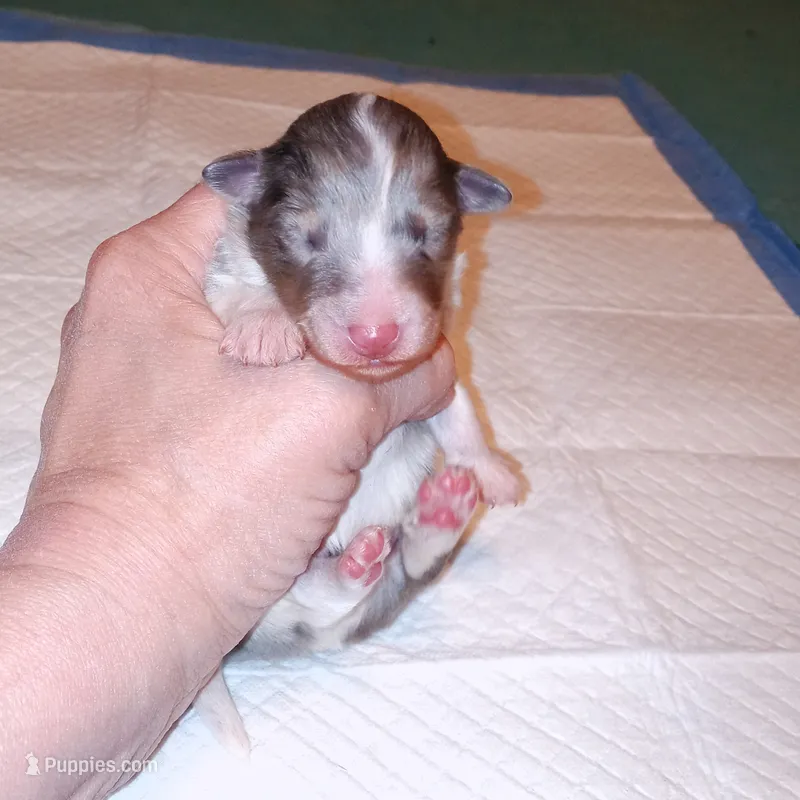 Leyland – Shetland Sheepdog puppy for sale in Aliquippa, PA