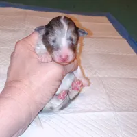 Leyland, a male Shetland Sheepdog for sale in Aliquippa, PA – 1 of 4