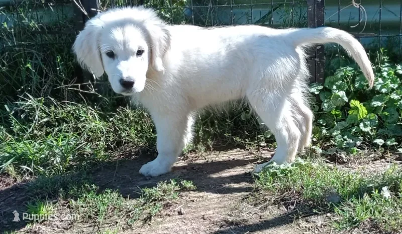 Knight – English Cream Golden Retriever puppy for sale in Aliquippa, PA
