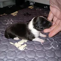 Bristol, a female Shetland Sheepdog for sale in Aliquippa, PA – 2 of 4