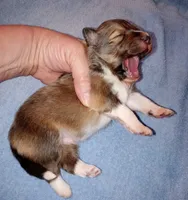Stargell, a male Shetland Sheepdog for sale in Aliquippa, PA – 3 of 6