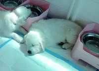 King, a male English Cream Golden Retriever for sale in Aliquippa, PA – 4 of 10