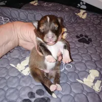 Dover, a male Shetland Sheepdog for sale in Aliquippa, PA – 1 of 5