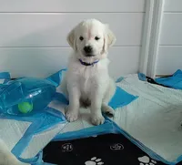 Bishop, a male English Cream Golden Retriever for sale in Aliquippa, PA – 2 of 8