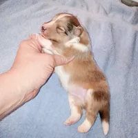 Teke, a male Shetland Sheepdog for sale in Aliquippa, PA – 4 of 6