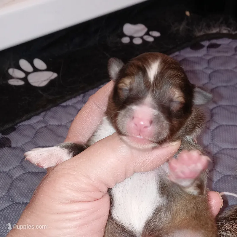 Tsunami – Shetland Sheepdog puppy for sale in Aliquippa, PA