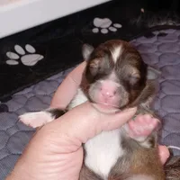 Tsunami, a female Shetland Sheepdog for sale in Aliquippa, PA – 1 of 5