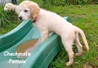 Checkmate, a female English Cream Golden Retriever for sale in Aliquippa, PA – 5 of 8