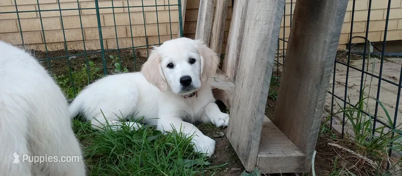 Checkmate – English Cream Golden Retriever puppy for sale in Aliquippa, PA