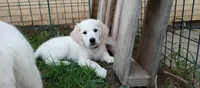 Checkmate, a female English Cream Golden Retriever for sale in Aliquippa, PA – 1 of 8