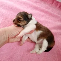 Marina, a female Shetland Sheepdog for sale in Aliquippa, PA – 4 of 6