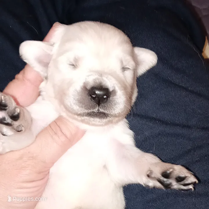 Bishop – English Cream Golden Retriever puppy for sale in Aliquippa, PA