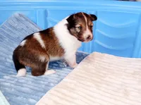 Coral, a female Shetland Sheepdog for sale in Aliquippa, PA – 6 of 10
