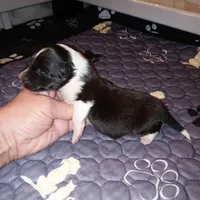 Bristol, a female Shetland Sheepdog for sale in Aliquippa, PA – 3 of 4