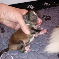 Tsunami, a female Shetland Sheepdog for sale in Aliquippa, PA – 2 of 5