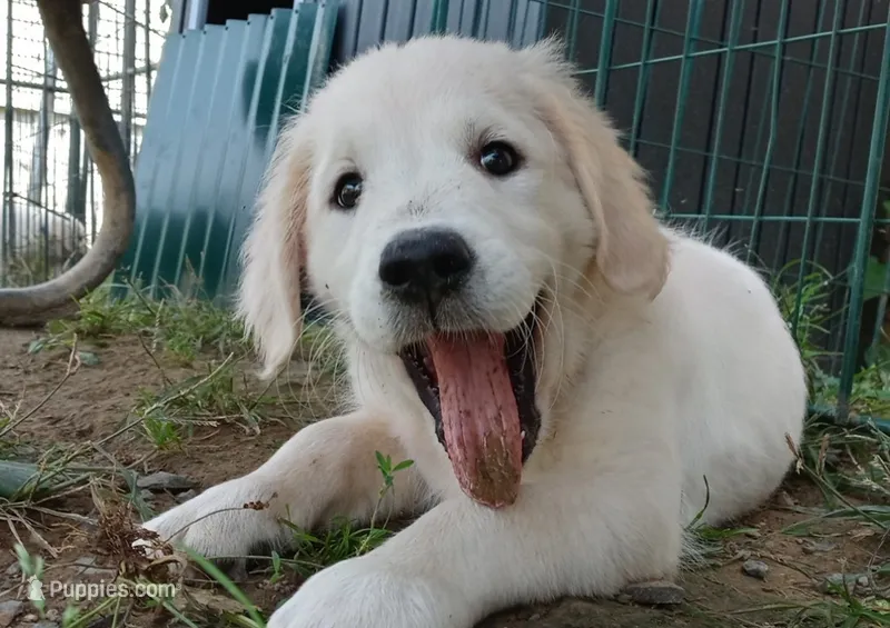 Queen – English Cream Golden Retriever puppy for sale in Aliquippa, PA