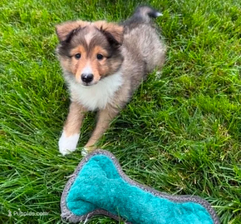 Tsunami – Shetland Sheepdog puppy for sale in Aliquippa, PA