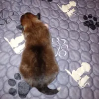 Dover, a male Shetland Sheepdog for sale in Aliquippa, PA – 5 of 5