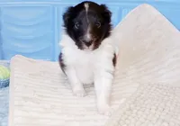 Bristol, a female Shetland Sheepdog for sale in Aliquippa, PA – 4 of 10