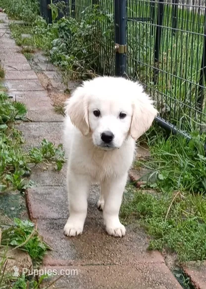 Bishop – English Cream Golden Retriever puppy for sale in Aliquippa, PA