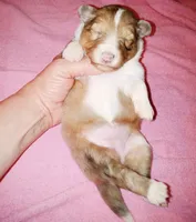 Charlotte, a female Shetland Sheepdog for sale in Aliquippa, PA – 1 of 5