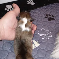 Tsunami, a female Shetland Sheepdog for sale in Aliquippa, PA – 5 of 5
