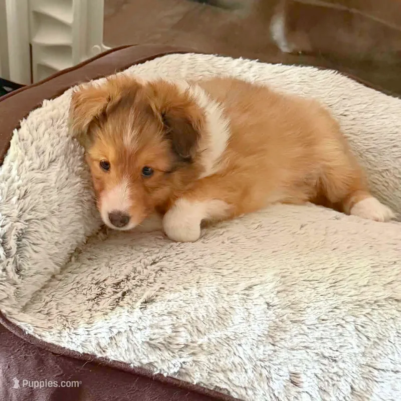 Clemente – Shetland Sheepdog puppy for sale in Aliquippa, PA