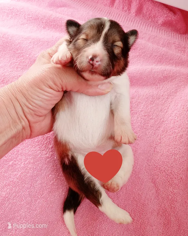 Coral – Shetland Sheepdog puppy for sale in Aliquippa, PA