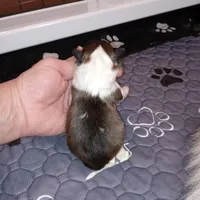 Marina, a female Shetland Sheepdog for sale in Aliquippa, PA – 5 of 5