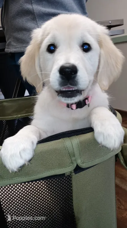 Checkmate – English Cream Golden Retriever puppy for sale in Aliquippa, PA