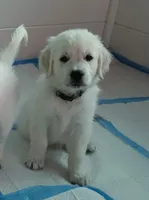 Knight, a male English Cream Golden Retriever for sale in Aliquippa, PA – 2 of 10
