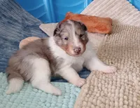 Leyland, a male Shetland Sheepdog for sale in Aliquippa, PA – 8 of 10