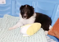 Bristol, a female Shetland Sheepdog for sale in Aliquippa, PA – 7 of 10