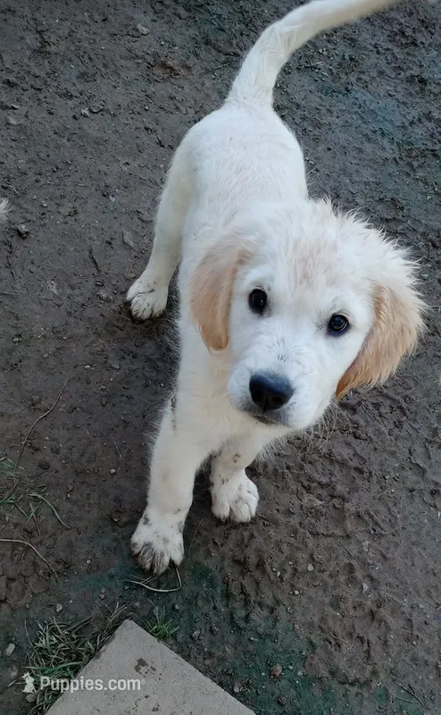 Gambit – English Cream Golden Retriever puppy for sale in Aliquippa, PA